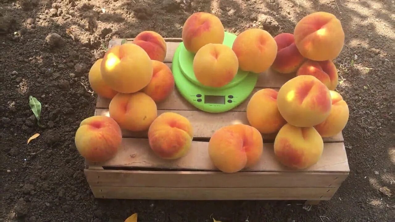 Персик вайн голд описание фото Один из самых крупных персиков - Вайн Голд ( T3 ) / the largest peach is "Vine G