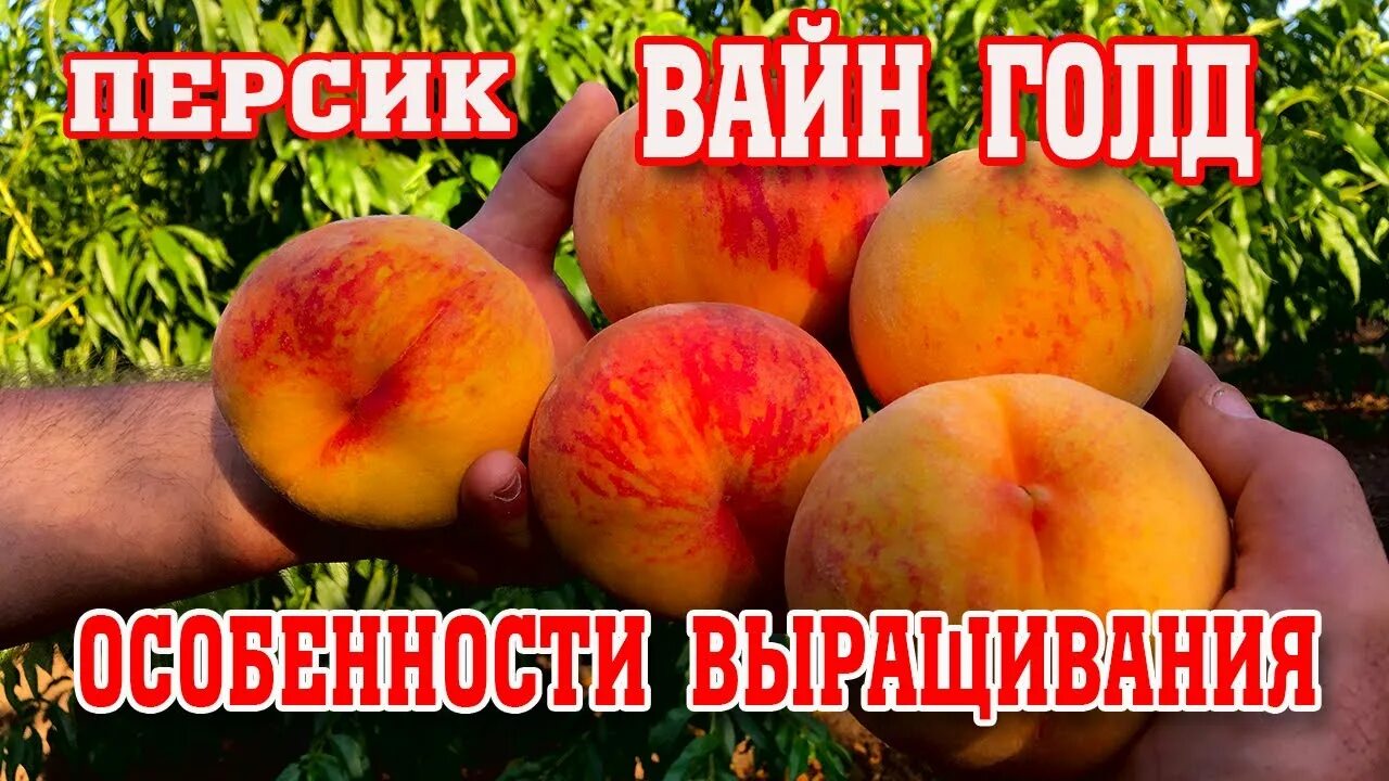 Персик вайн голд описание фото ОСОБЕННОСТИ ВЫРАЩИВАНИЯ ПЕРСИКА/Вайн Голд(Т3) - YouTube
