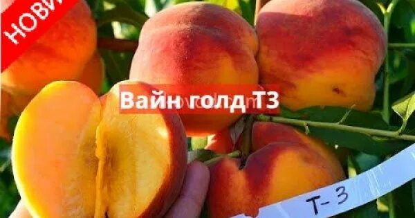 Персик вайн голд описание фото Персик Вайн Голд Т3 Чудеса Саду - Саженцы и удобрения