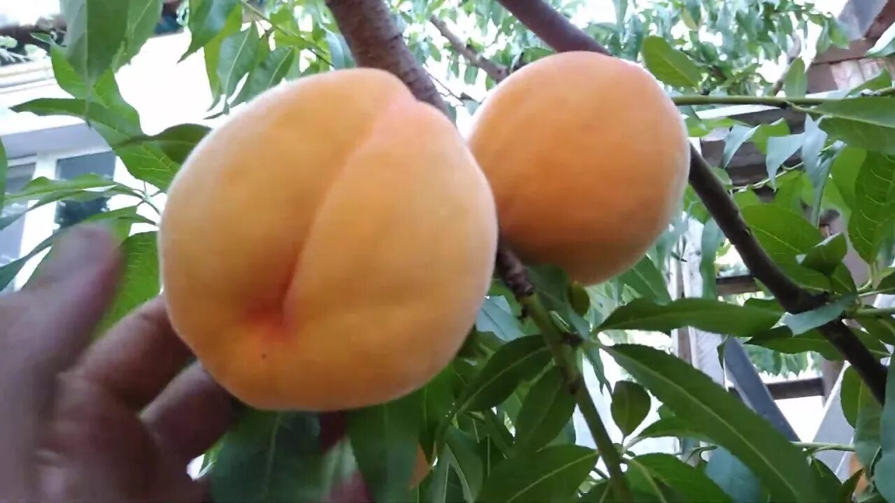 Персик вайн голд описание фото Сорт персика Вайн Голд Т-3 - YouTube