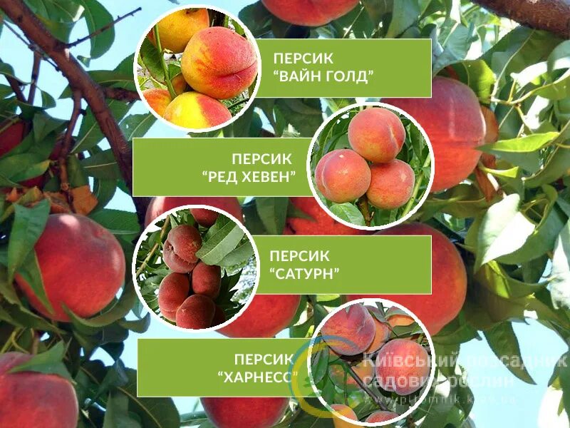 Персик вайн голд описание фото отзывы Персик дерево-сад (многосортовый) - продажа в Украине