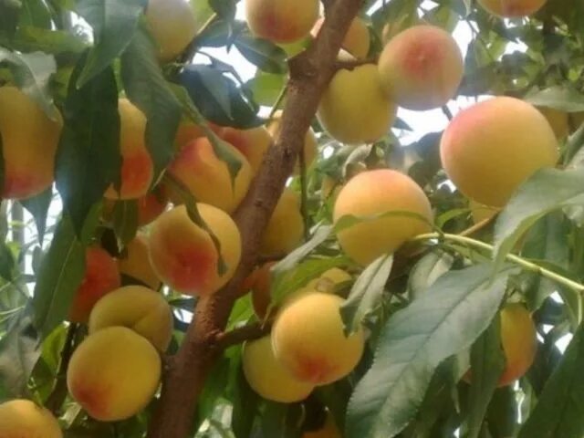 Персик ветеран описание сорта фото Peach Veteran - Healthy Food Near Me