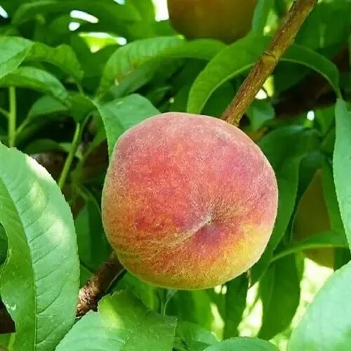 Персик ветеран описание сорта фото Персик Ветеран - купить саженцы в садовом центре Gardenstreet Нижний Новгород