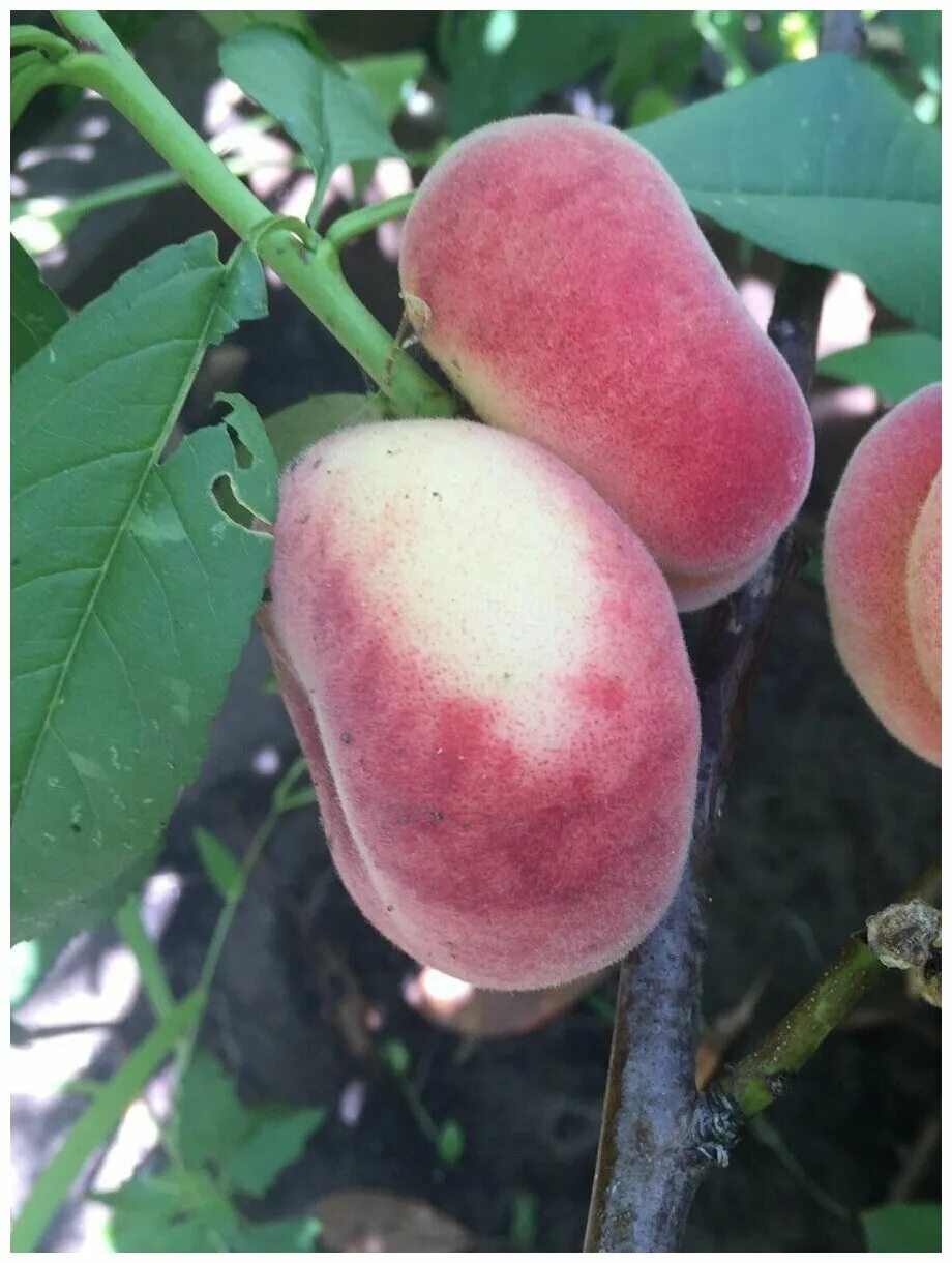 Персик владимирский описание сорта фото Семена Персик инжирный УФО-3 / Flat peach / Prunus persica Ufo-3, 5 штук - купит