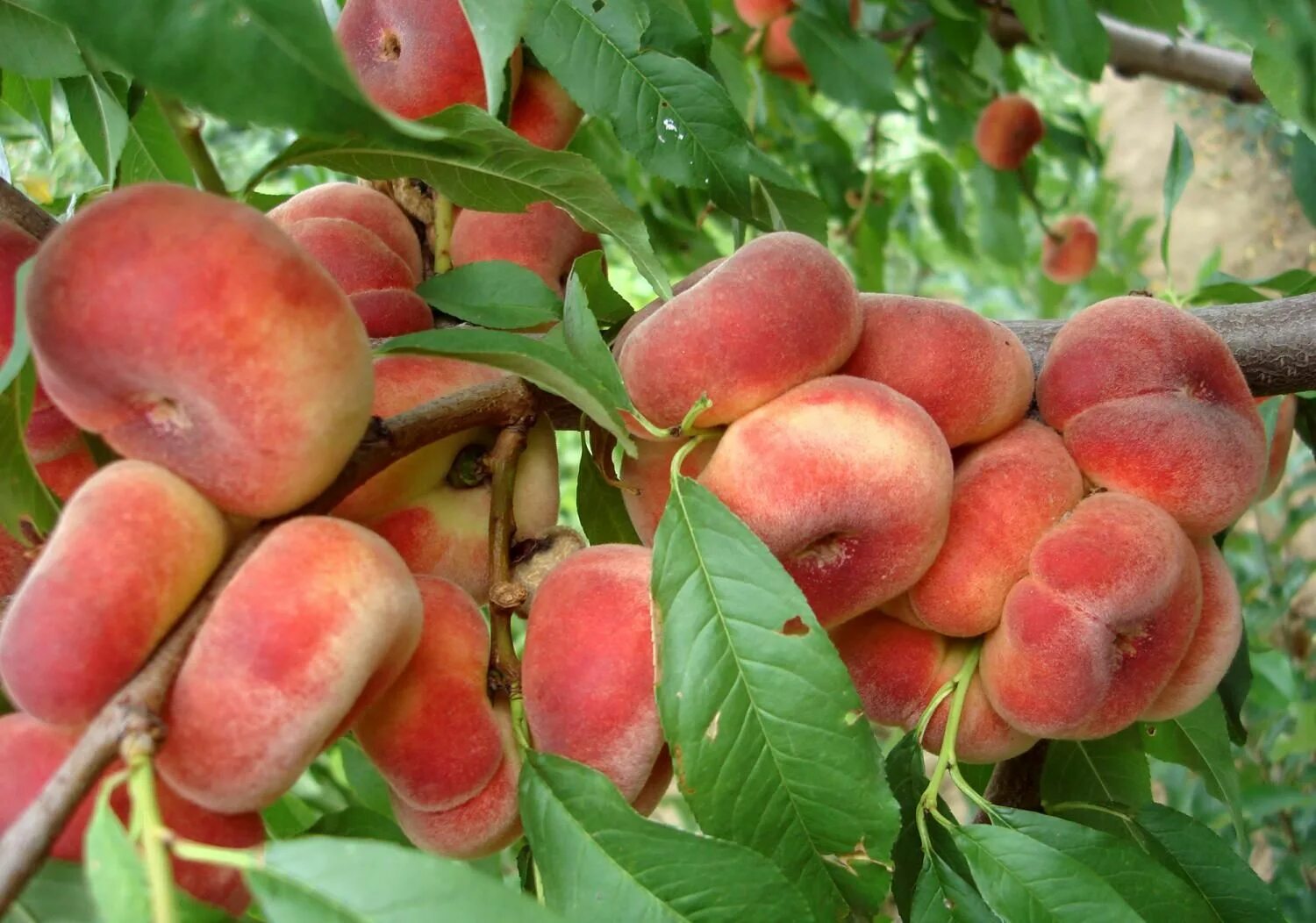 Персик владимирский описание сорта фото Pin by petrica lupu on gradina Fruit garden, Fruit trees, Fruit