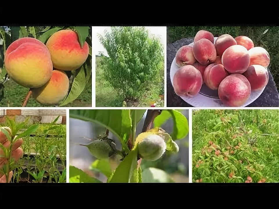 Персик воронежский кустовой описание фото Персик Воронежский кустовой: начинаем прием заявок на сезон 2018! - YouTube