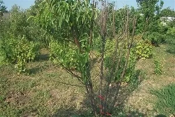 Персик воронежский кустовой описание фото Воронежский кустовой персик описание - MosRosa.ru