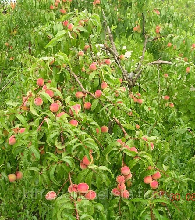Персик воронежский кустовой описание фото отзывы Персик Воронежский кустовой Дачная Коллекция
