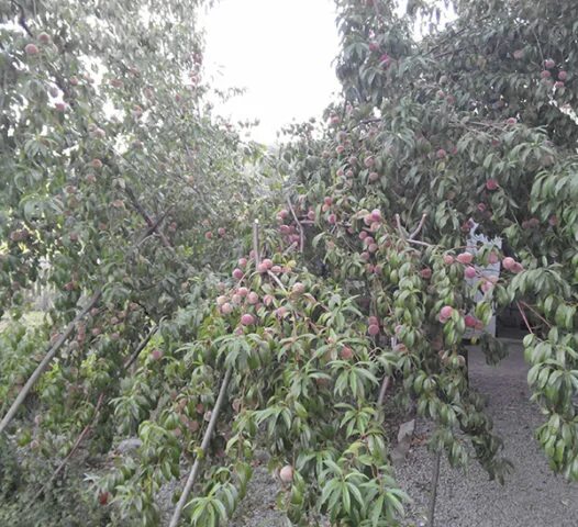 Персик воронежский кустовой сорта фото Late varieties of peach - Healthy Food Near Me