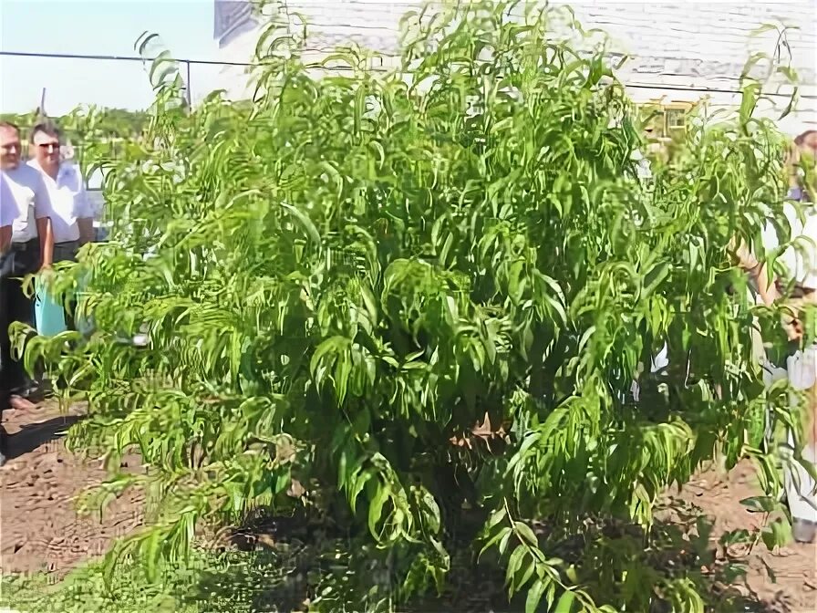 Персик воронежский кустовой сорта фото Персик воронежский кустовой фото - DelaDom.ru