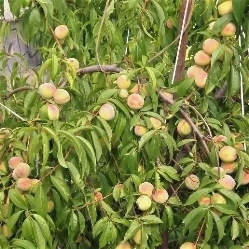 Персик воронежский кустовой сорта фото Персик Воронежский кустовой. Морозостойкий сорт для Подмосковья. Feel Green Дзен