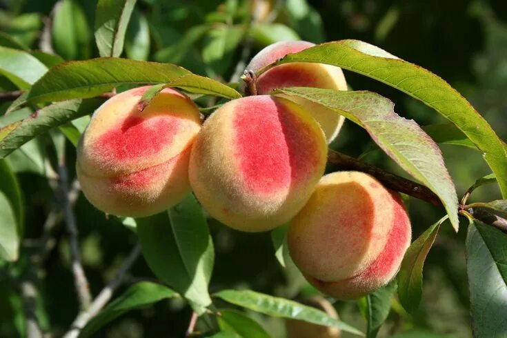 Персик ягода фото Peach (fruit) - Wikipedia Melocoton, Frutas, Variedades