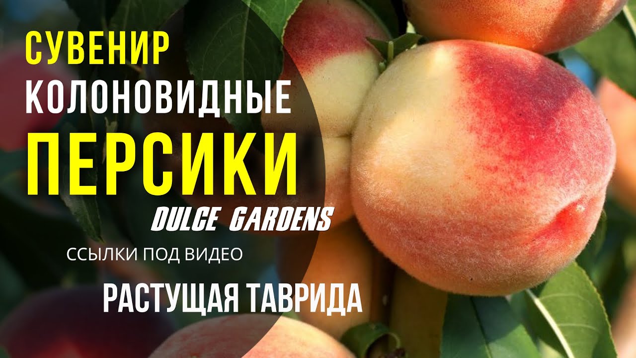 Персик юбилей столицы фото Персик колоновидный Сувенир Россия Dulce Gardens - YouTube