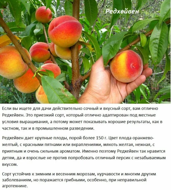 Персик юбилейный описание сорта фото отзывы Описание персика eCookie.ru