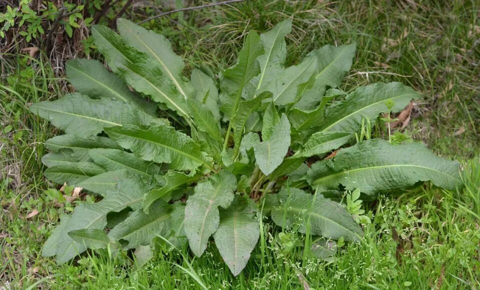 Персик завель и ракушка фото Plants and flowers you didn’t know you could eat