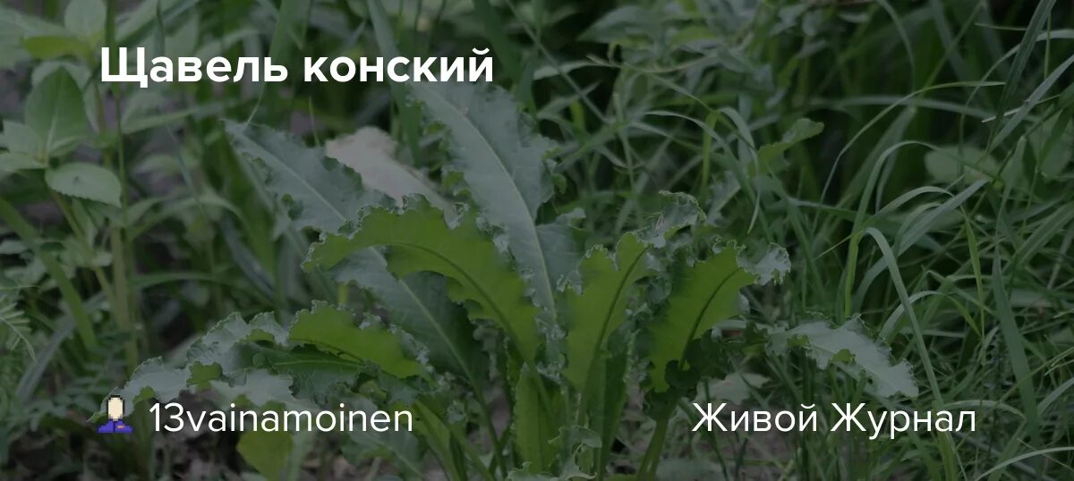 Персик завель и ракушка фото Щавель конский: 13vainamoinen - ЖЖ