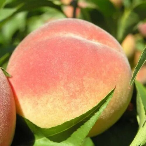 Персик зимостойкий описание сорта фото отзывы Персик Донской морозоустойчивый / Peach "Donskoy frost-resistant"