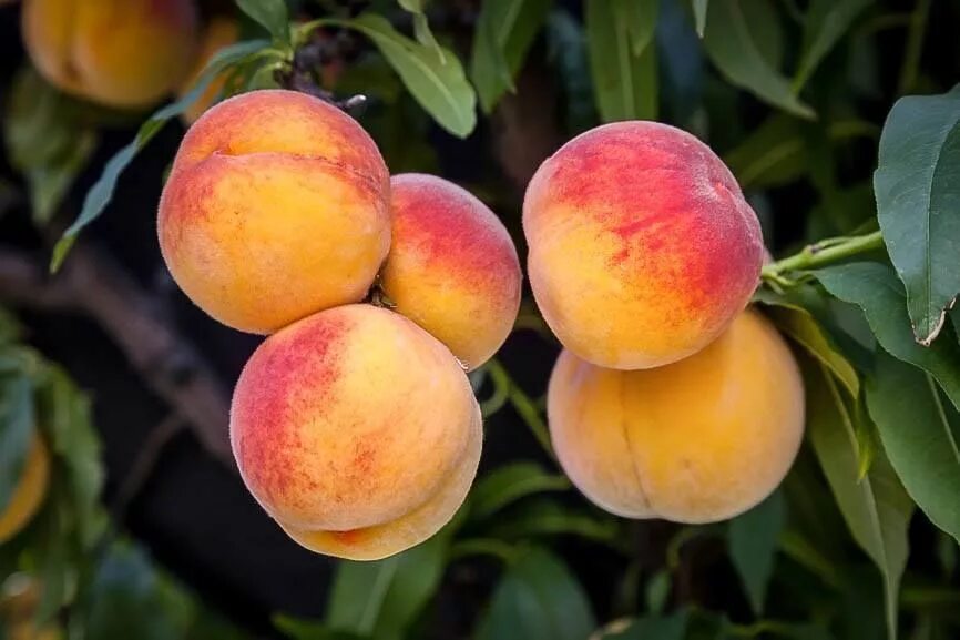 Персик золотая москва описание сорта фото Elberta Peach Tree Peach trees, Fruit trees, Trees to plant