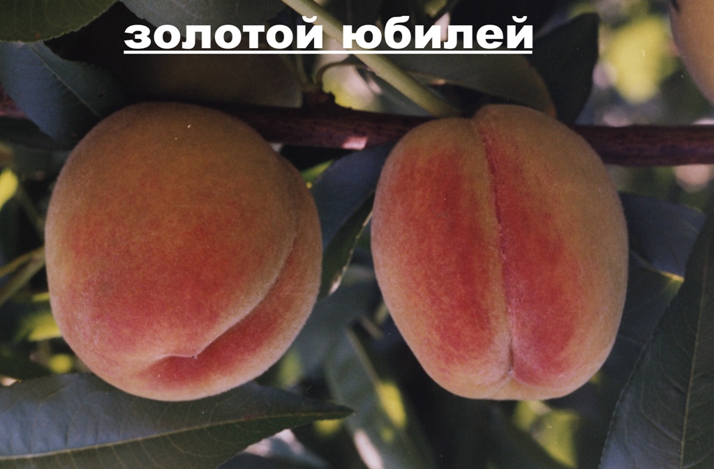 Персик золотая москва описание сорта фото Персики и Нектарины ЗЕЛЕНАЯ КРОНА