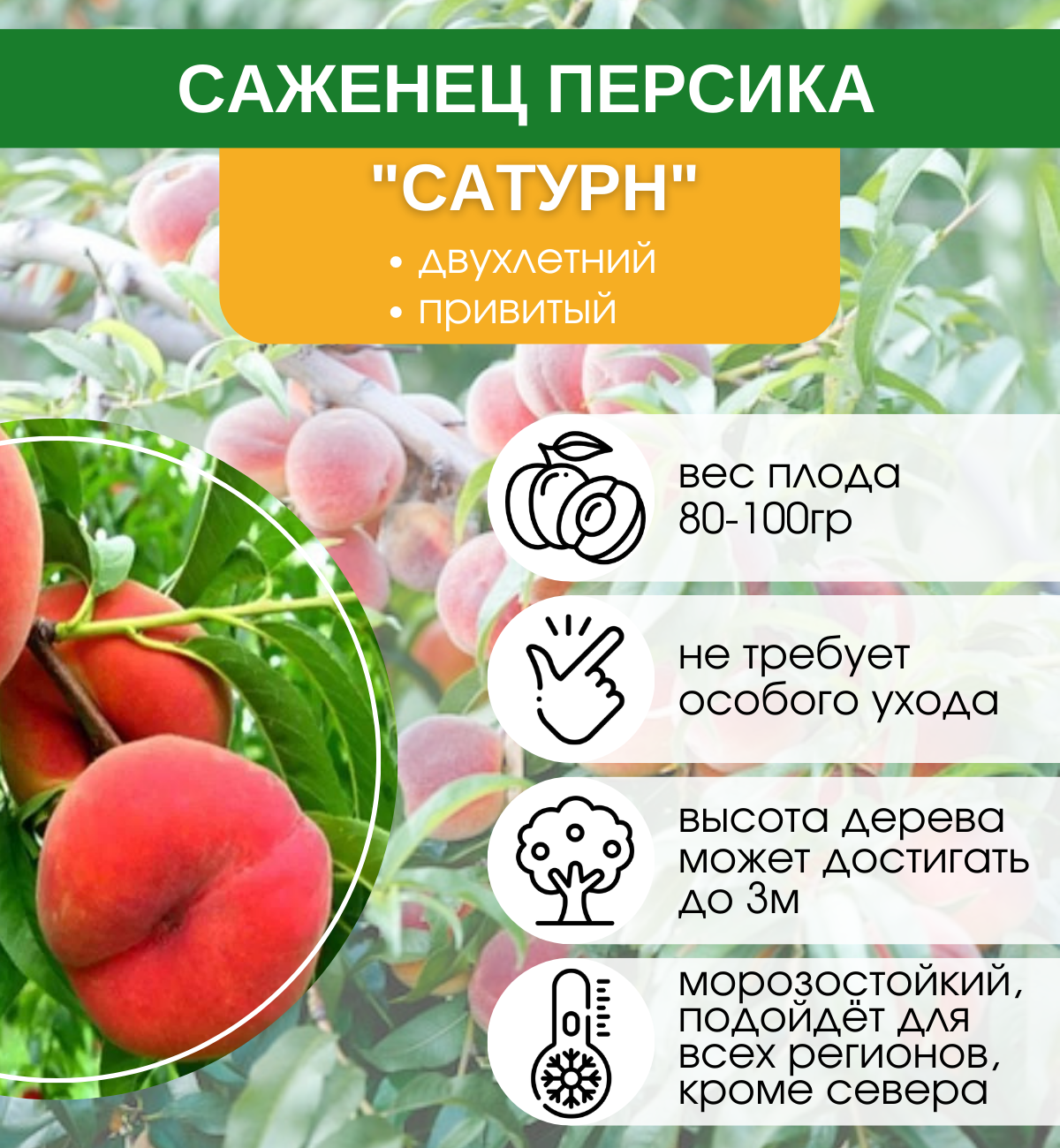 Персик золотой юбилей описание сорта фото отзывы Персик посол мира описание сорта фото отзывы морозостойкость опылители - купить 