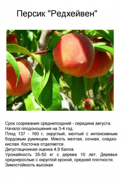 Персики фото и описание Вопросы и ответы о Саженцы персик ,,Ред Хевен,,180см. - OZON (1193194527)