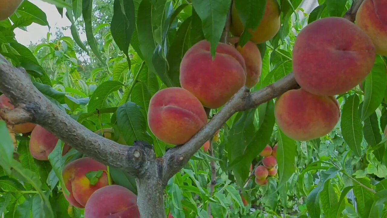Персики в крыму фото Крымские персики)))) 31.07.2019 - YouTube