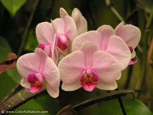 Персиковая орхидея фото Pin by Anusha samanthi on dens and phals in 2020 Fall flowers, Flowers, Orchids