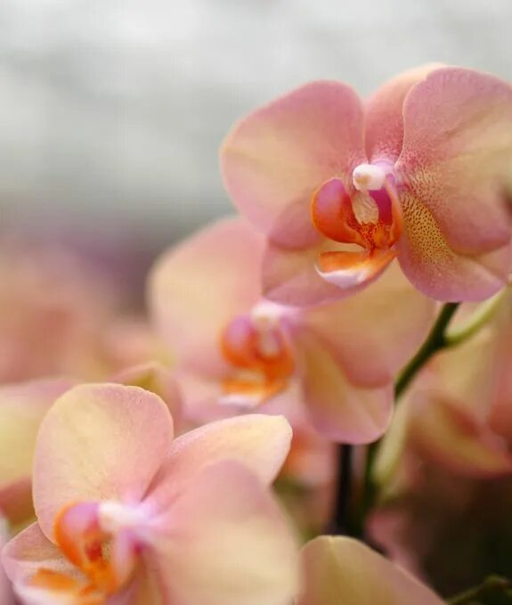 Персиковая орхидея фото DIY Orchid Inspiration Phalaenopsis orchid, Orchids, Orchid photo
