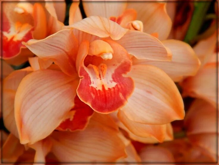 Персиковая орхидея фото "Peachy Keen" by trixxie17 - Caedes Desktop Wallpaper Beautiful orchids, Orchids