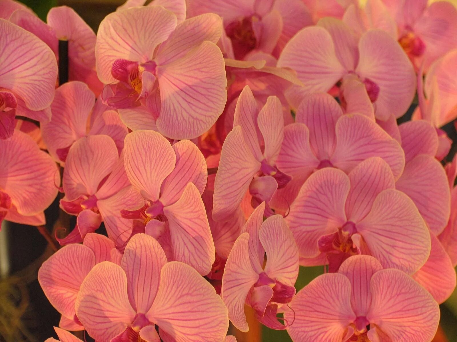 Персиковая орхидея фото Орхидея Розовое Яблоко: Элегантные Фотографии Зеленый рай Фотогалерея природы на