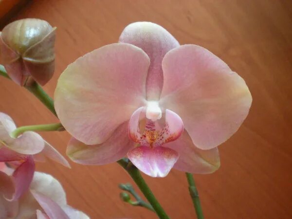 Персиковая орхидея фото Орхидея сара бланш фото - ViktoriaFoto.ru