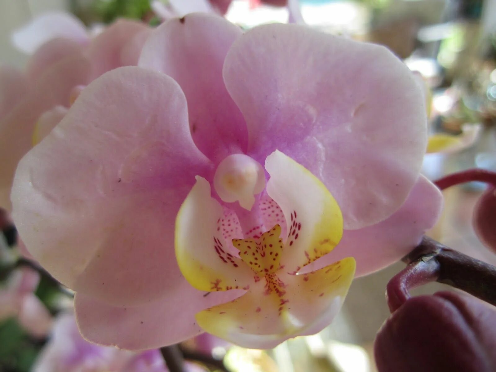 Персиковая орхидея фото Love Orchids Flowers Flowers, Orchids, European garden