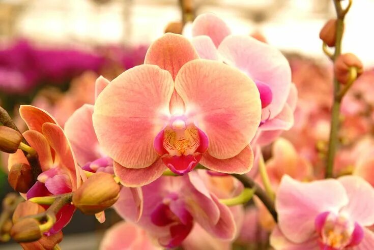 Персиковая орхидея фото Phalaenopsis Phalaenopsis orchid, Orchid images, Orchids