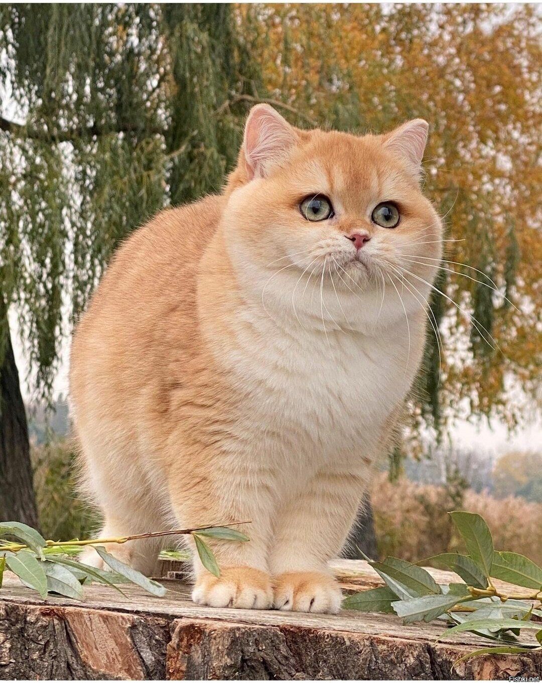 Персиковые кошки фото Сибирский гладкошерстный персиковый кот Cats, Animals