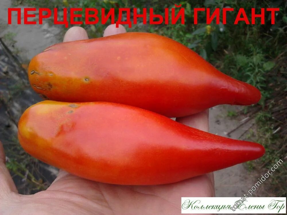 Перцевидные сорта томатов фото Перцевидный гигант - Альбомы - tomat-pomidor.com