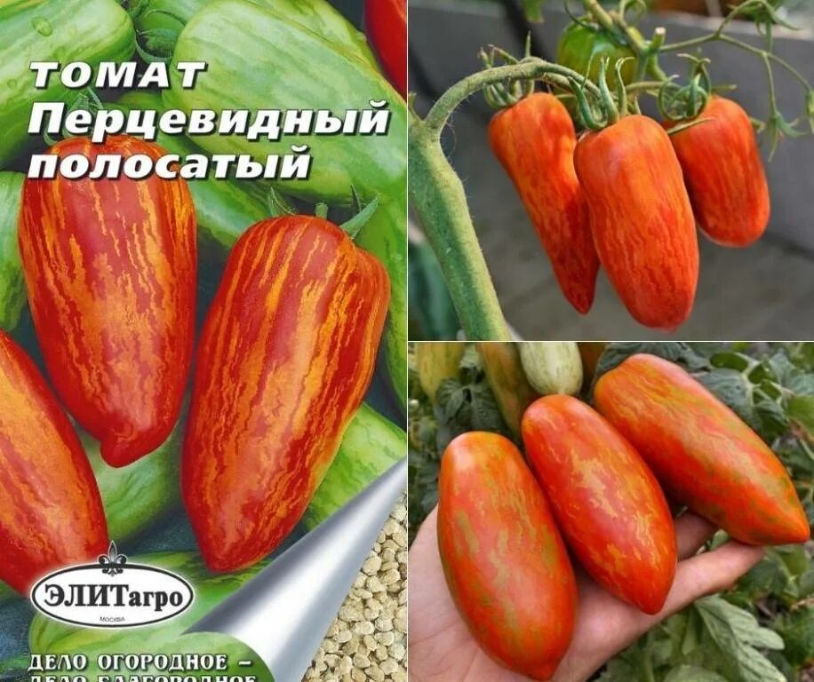 Перцевидный томат описание и фото Перцевидные томаты eCookie.ru