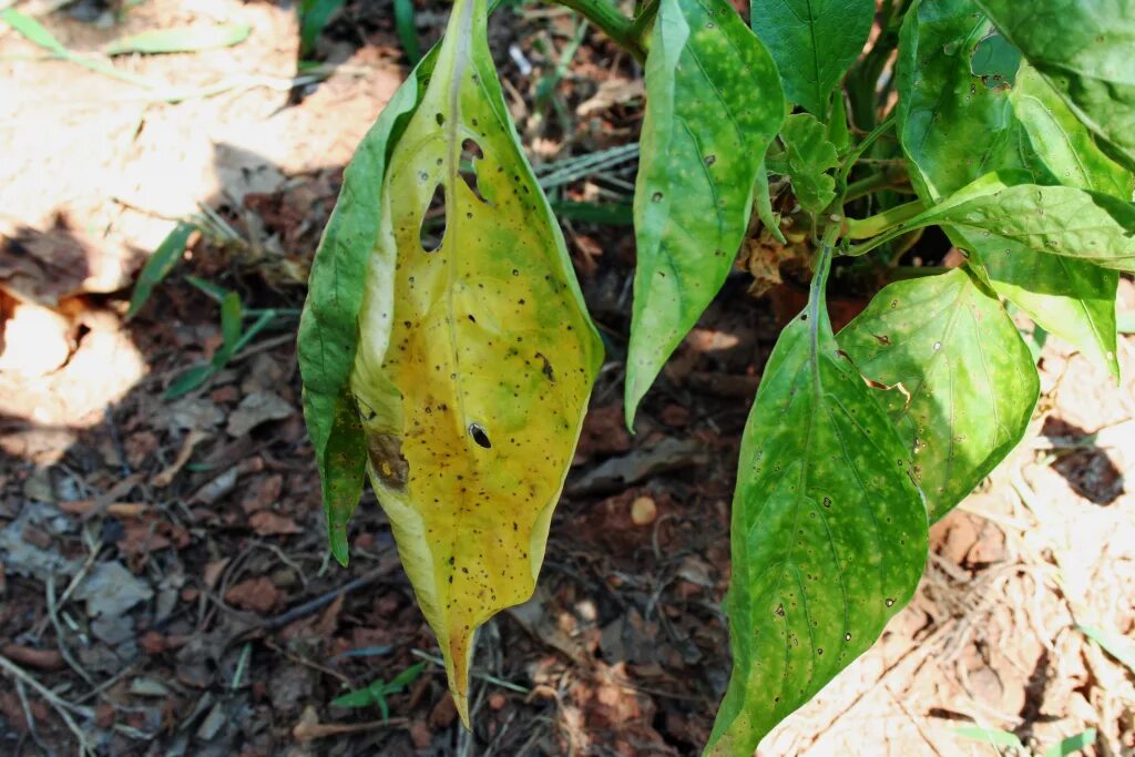 Перцы болезни листьев фото Causes Of Yellow Leaves On A Pepper Plant
