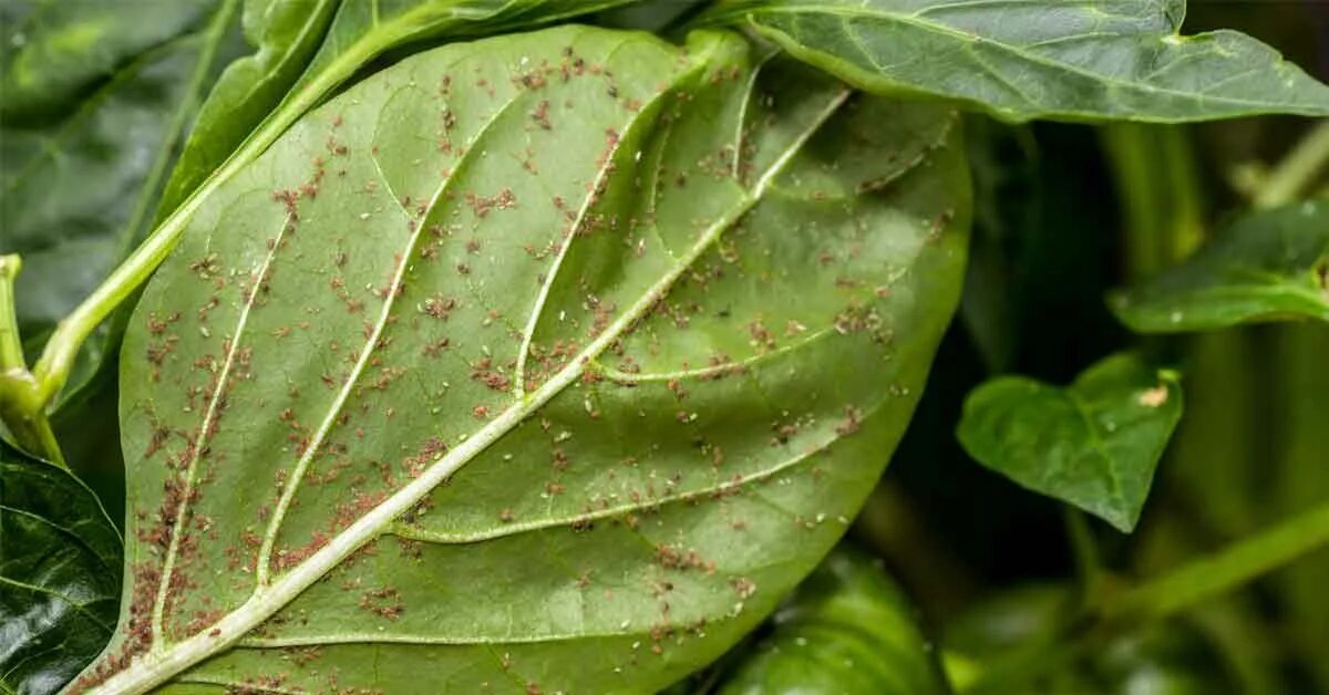 Перцы болезни листьев фото How to Protect Vegetables From Fall Insects Veggie garden, Healthy garden, Insec