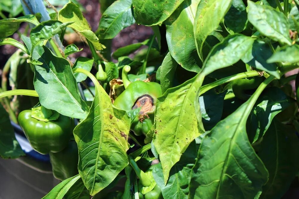 Перцы болезни листьев и лечение фото Bell Pepper Plant Problems " Tips for Identification & Control