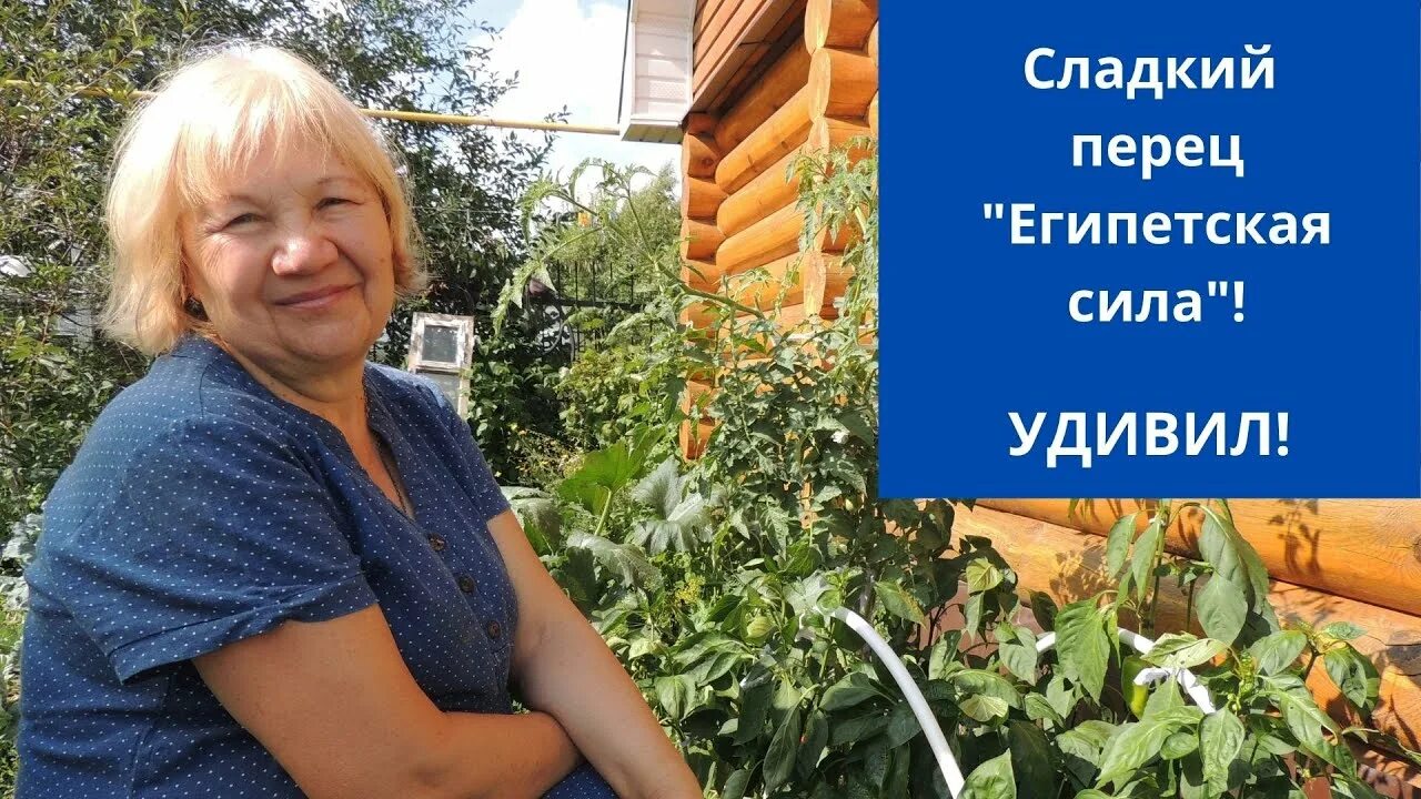 Перцы египетская сила фото Сладкий перец "Египетская сила"! УДИВИЛ! - YouTube