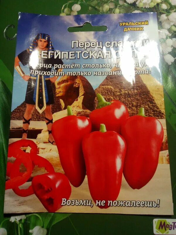 Перцы египетская сила фото Перец египетская сила описание фото - Arhids.ru