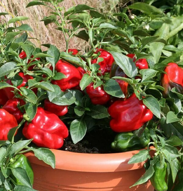 Перцы фото описание 21 Plants To Grow For An Edible Italian Garden Italian Container Garden Growing 
