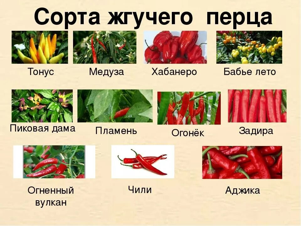 Перцы фото описание Перец какой бывает eCookie.ru