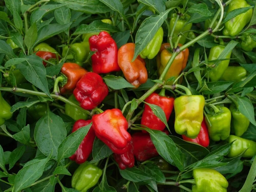 Перцы фото описание Hot Pepper Seeds - CAJUN BELLE - Hybrid Hot Pepper - Gmo Free - 10 Seeds eBay St