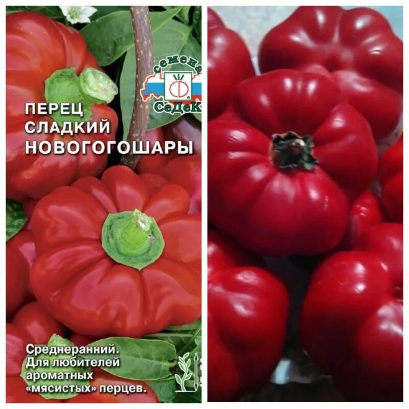Перцы новогогошары фото описание Перец Новогогошары: характеристика сорта