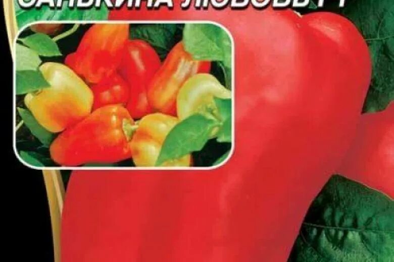 Перцы санькина любовь отзывы фото Перец сладкий санькина любовь: найдено 84 картинок