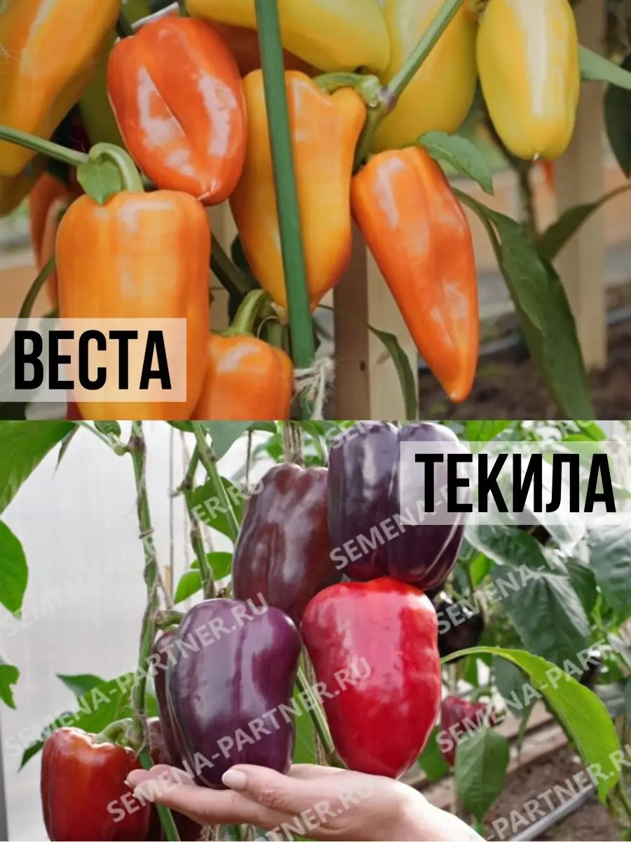 Перцы веста описание сорта фото Сорт перца веста партнер фото