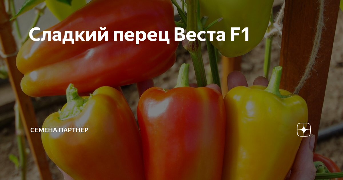 Перцы веста описание сорта фото Сладкий перец Веста F1 Семена Партнер Дзен