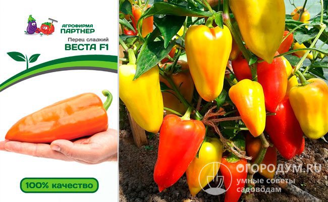 Перцы веста описание сорта фото Перец бирюза описание сорта фото отзывы садоводов фото
