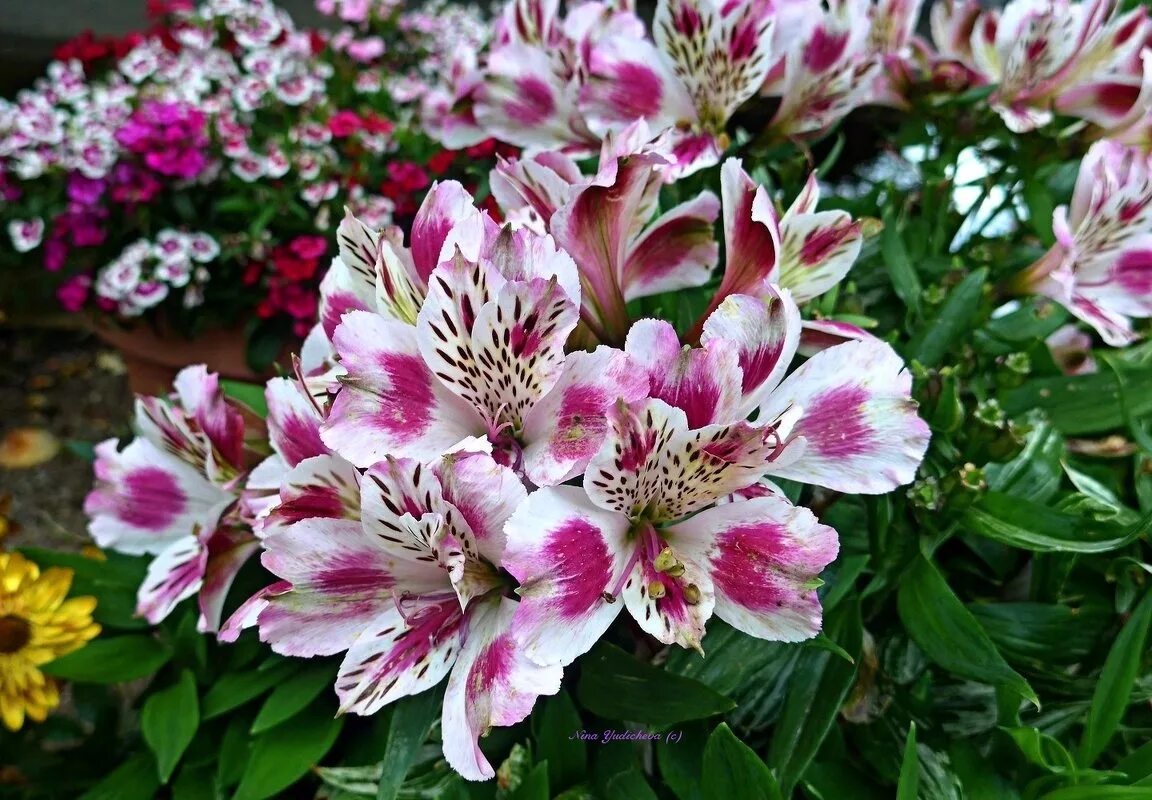 Перуанская лилия фото Floristic city Цветы Балашиха, Купить альстрамерии, Альстрамерия, купить Альстра